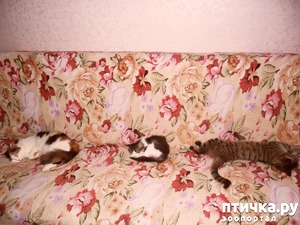 фото: Мои питомцы. Кошечки. My cats.