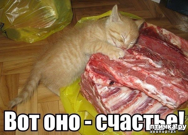 фотография 1: Подборка 1. Кошки... коты... котейки :))) фото 1: Подборка 1. Кошки... коты... котейки :)))