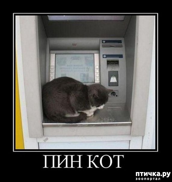 фотография 3: Подборка 1. Кошки... коты... котейки :))) фото 3: Подборка 1. Кошки... коты... котейки :)))