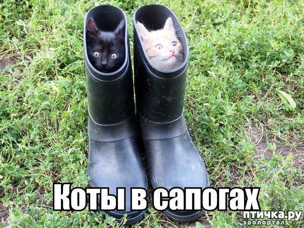 фотография 4: Подборка 1. Кошки... коты... котейки :))) фото 4: Подборка 1. Кошки... коты... котейки :)))