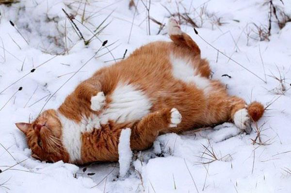 фотография 10: Котоматрица: Удачного начала рабочей недели!!! фото 10: Котоматрица: Удачного начала рабочей недели!!!