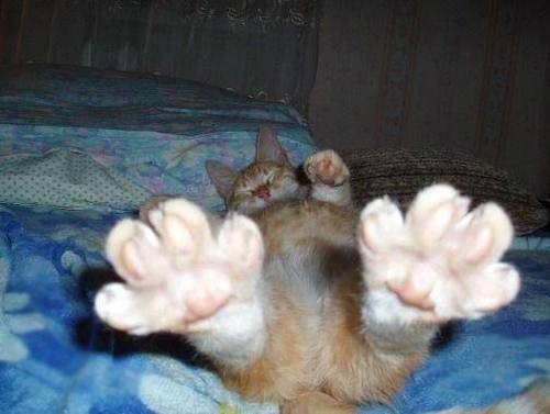 фотография 11: Котоматрица: Удачного начала рабочей недели!!! фото 11: Котоматрица: Удачного начала рабочей недели!!!