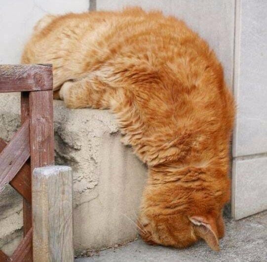 фотография 12: Котоматрица: Удачного начала рабочей недели!!! фото 12: Котоматрица: Удачного начала рабочей недели!!!