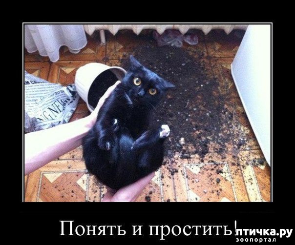 фотография 5: Подборка 1. Кошки... коты... котейки :))) фото 5: Подборка 1. Кошки... коты... котейки :)))