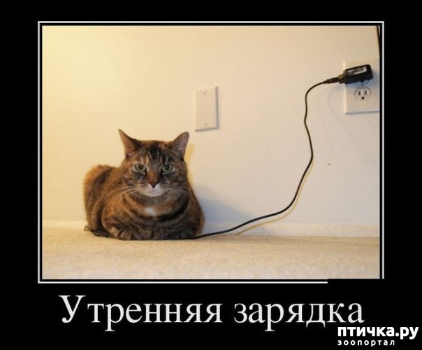 фотография 6: Подборка 1. Кошки... коты... котейки :))) фото 6: Подборка 1. Кошки... коты... котейки :)))