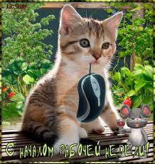 фотография 15: Котоматрица: Удачного начала рабочей недели!!! фото 15: Котоматрица: Удачного начала рабочей недели!!!