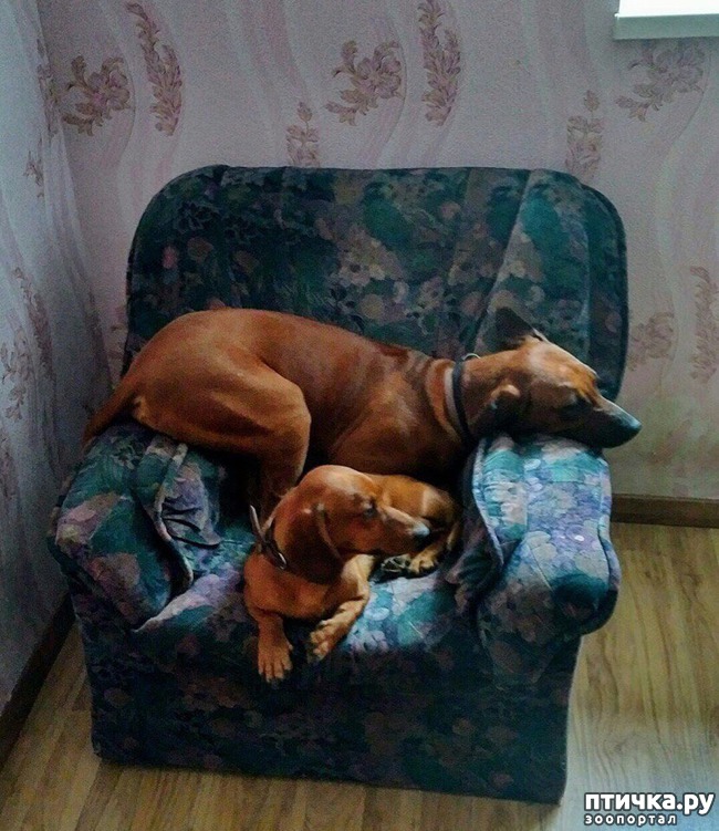 фото 1: Друзья...