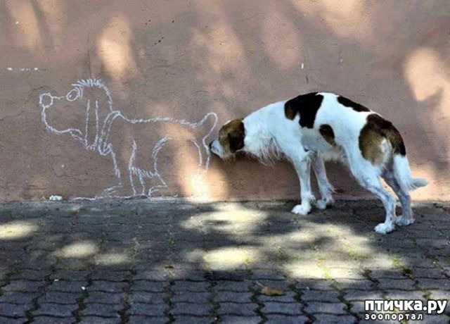 фотография 15: 20 уморительных фото, сделанных в самый подходящий момент фото 15: 20 уморительных фото, сделанных в самый подходящий момент