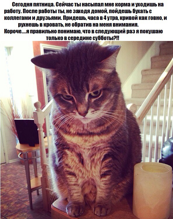 фотография 2: Котоматрица: Удачного начала рабочей недели!!! фото 2: Котоматрица: Удачного начала рабочей недели!!!