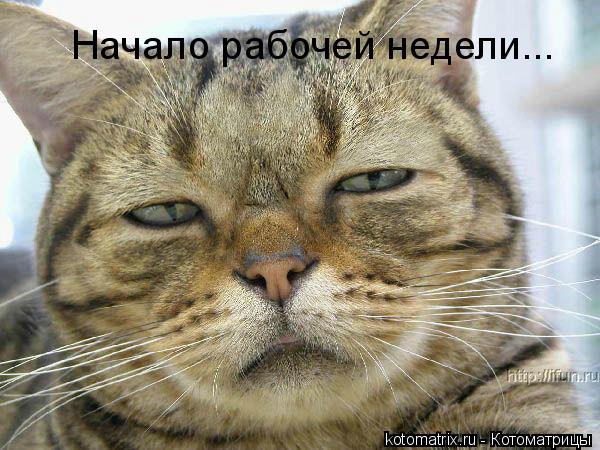 фотография 4: Котоматрица: Удачного начала рабочей недели!!! фото 4: Котоматрица: Удачного начала рабочей недели!!!