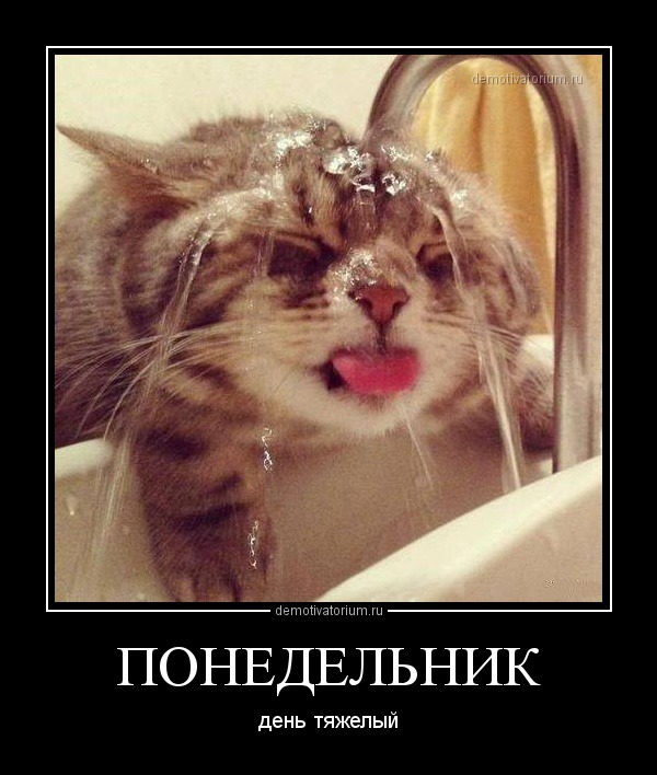 фотография 5: Котоматрица: Удачного начала рабочей недели!!! фото 5: Котоматрица: Удачного начала рабочей недели!!!