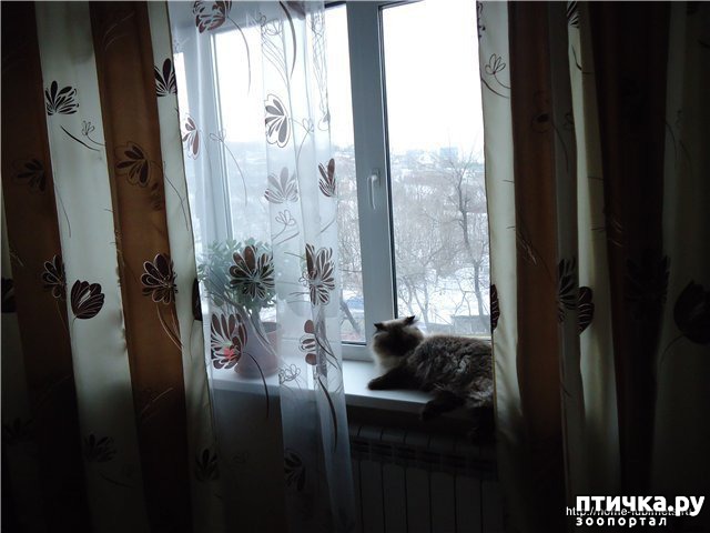 фотография 1: Кот смотрел на штору долго фото 1: Кот смотрел на штору долго