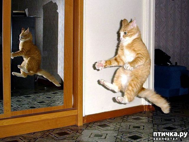 фотография 1: Самое удивительное зрелище на свете: летающие коты! фото 1: Самое удивительное зрелище на свете: летающие коты!