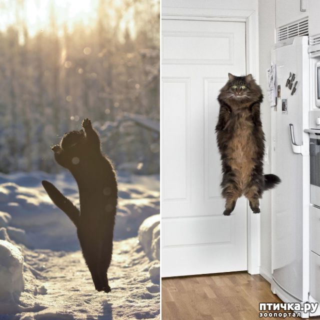 фотография 3: Самое удивительное зрелище на свете: летающие коты! фото 3: Самое удивительное зрелище на свете: летающие коты!