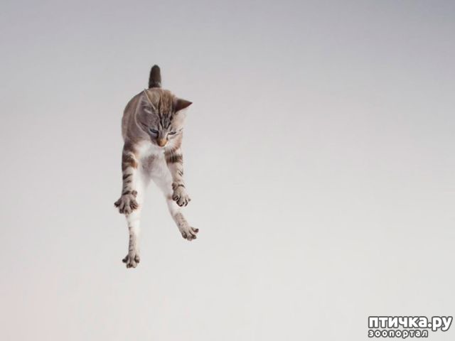 фотография 4: Самое удивительное зрелище на свете: летающие коты! фото 4: Самое удивительное зрелище на свете: летающие коты!