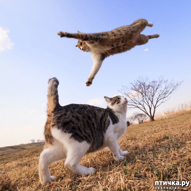 фотография 5: Самое удивительное зрелище на свете: летающие коты! фото 5: Самое удивительное зрелище на свете: летающие коты!