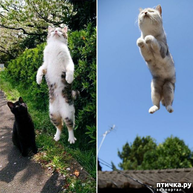 фотография 6: Самое удивительное зрелище на свете: летающие коты! фото 6: Самое удивительное зрелище на свете: летающие коты!