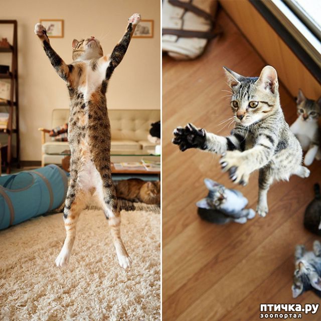 фотография 8: Самое удивительное зрелище на свете: летающие коты! фото 8: Самое удивительное зрелище на свете: летающие коты!