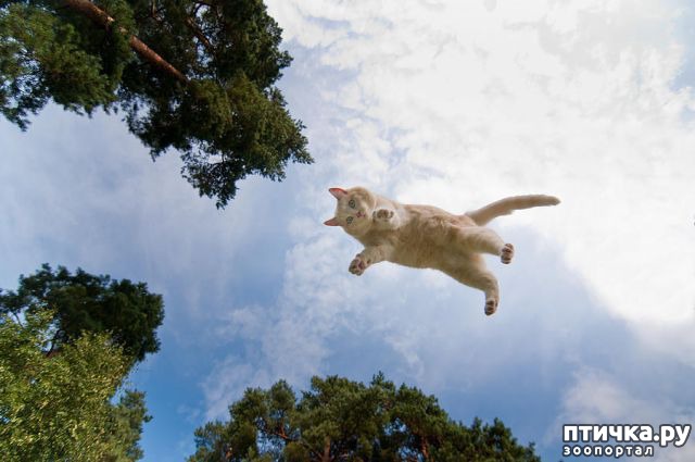фотография 12: Самое удивительное зрелище на свете: летающие коты! фото 12: Самое удивительное зрелище на свете: летающие коты!