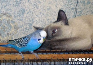 ����: ������ �������)))