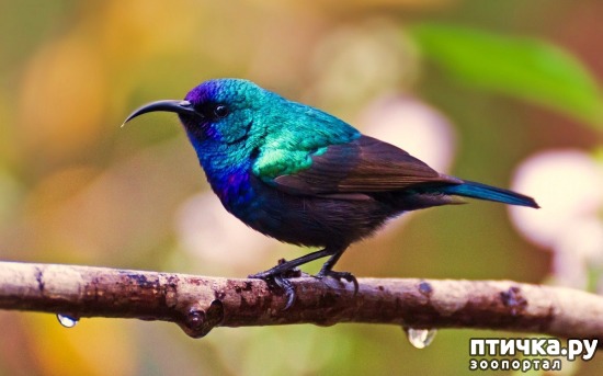 фотография 9: Как я стала птичьей мамашей фото 9: Как я стала птичьей мамашей