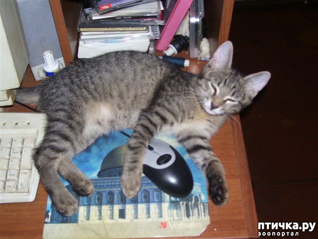 фотография 2: Мои разные кошатинки... фото 2: Мои разные кошатинки...