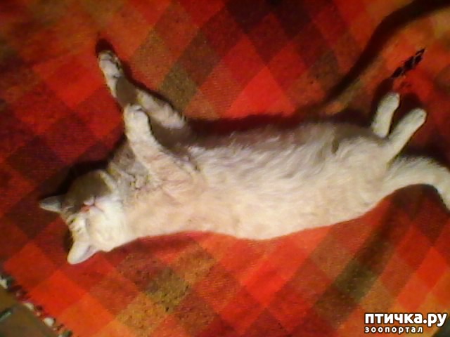 фотография 3: Мои разные кошатинки... фото 3: Мои разные кошатинки...
