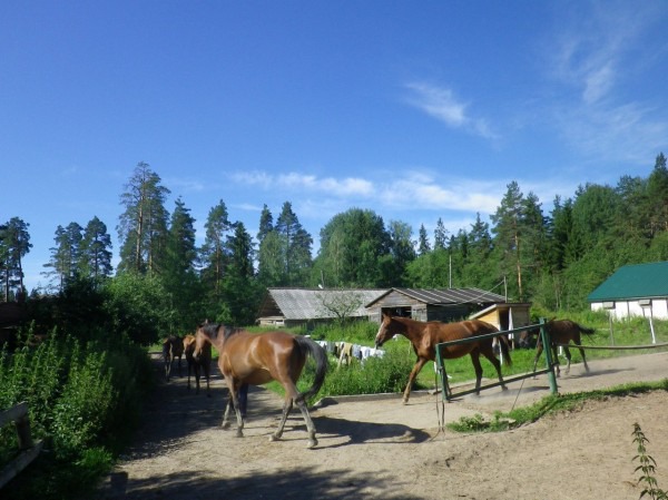 фото 3: История моей любви к лошадям и отдых на конеферме Маланичевых