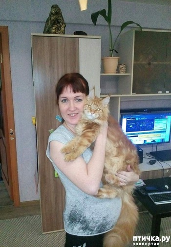 фотография: Макс! Огромное чудо-мэйн-кун фото: Макс! Огромное чудо-мэйн-кун