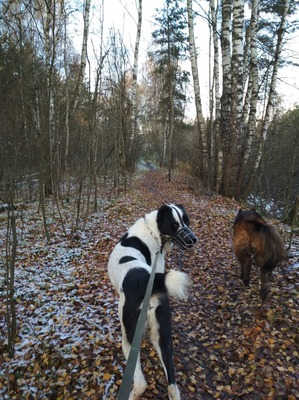 фото: Кажется, пришла зима. Прогулка с собаками.