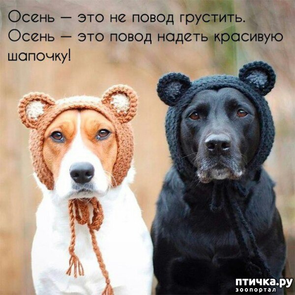 фотография 1: 15 вещей, которым люди могут поучиться у собак. фото 1: 15 вещей, которым люди могут поучиться у собак.