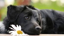 фотография: Стихи о собаках фото: Стихи о собаках