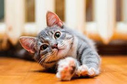 фотография: Стихи о кошках фото: Стихи о кошках