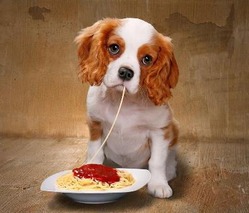 фотография: ЧТО НЕЛЬЗЯ ДАВАТЬ НИКОГДА НАШИМ ПИТОМЦАМ фото: ЧТО НЕЛЬЗЯ ДАВАТЬ НИКОГДА НАШИМ ПИТОМЦАМ