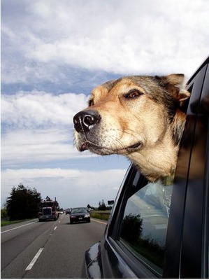 фотография: Собачий автостоп фото: Собачий автостоп