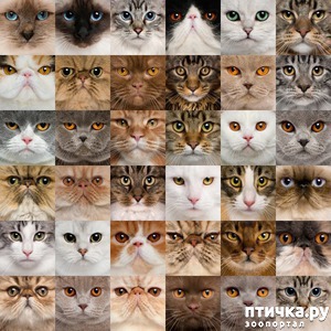 фотография: Как фотографировать кошку, чтобы фото умиляло не только вас фото: Как фотографировать кошку, чтобы фото умиляло не только вас