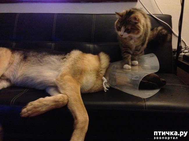 ���� 11: ������ ��������...