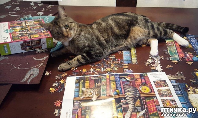 ���� 14: ������ ��������...