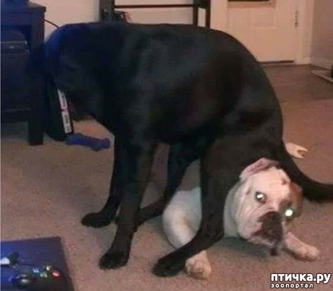 ���� 15: ������ ��������...