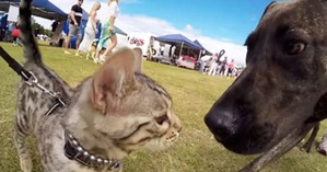 ����: ���� ������� �� �������� ����� � ��� ��� ��� �����������