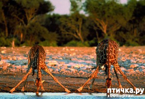 ����: ������������ � ����������� �������