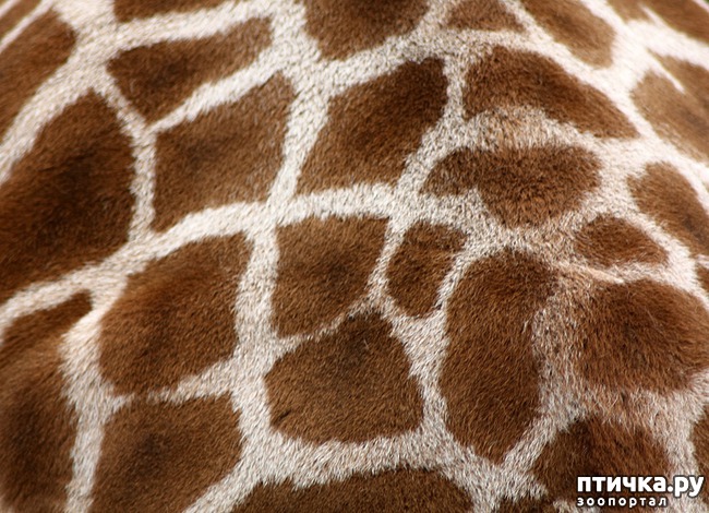 ���� 4: ������������ � ����������� �������