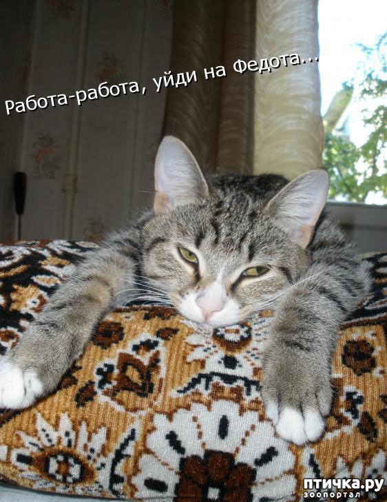 ���� 1: ��������� �����������: ������, ������...