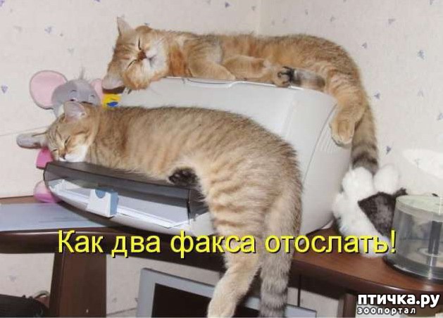 ���� 4: ��������� �����������: ������, ������...