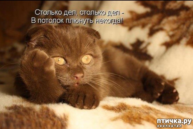 ���� 7: ��������� �����������: ������, ������...