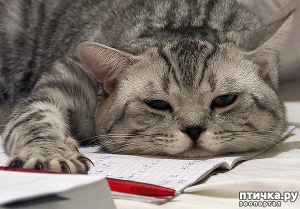 ���� 8: ��������� �����������: ������, ������...