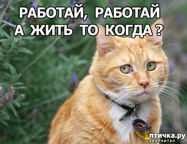 ���� 17: ��������� �����������: ������, ������...