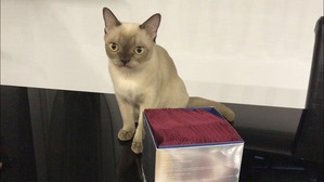 фотография: C ТОЧКИ ЗРЕНИЯ КОШКИ (9) фото: C ТОЧКИ ЗРЕНИЯ КОШКИ (9)