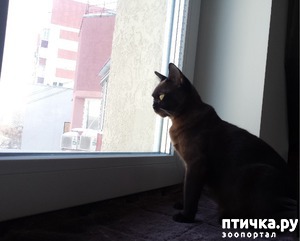 фотография: C ТОЧКИ ЗРЕНИЯ КОШКИ (2) фото: C ТОЧКИ ЗРЕНИЯ КОШКИ (2)