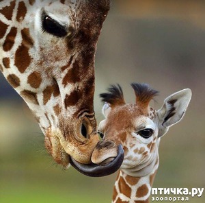 фотография: Мамина любовь. Самые лучшие матери животного мира. фото: Мамина любовь. Самые лучшие матери животного мира.